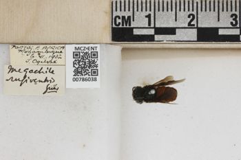 Media type: image;   Entomology 786038 Aspect: Labels